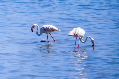 flamants roses cherchant leur nourriture dans la mer à l’Almanarre.
