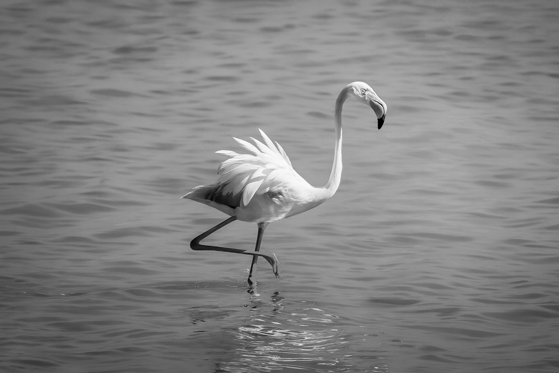 Flamant rose marchant avec les ailes légèrement déployées sur l’eau de l’Almanarre, noir et blanc