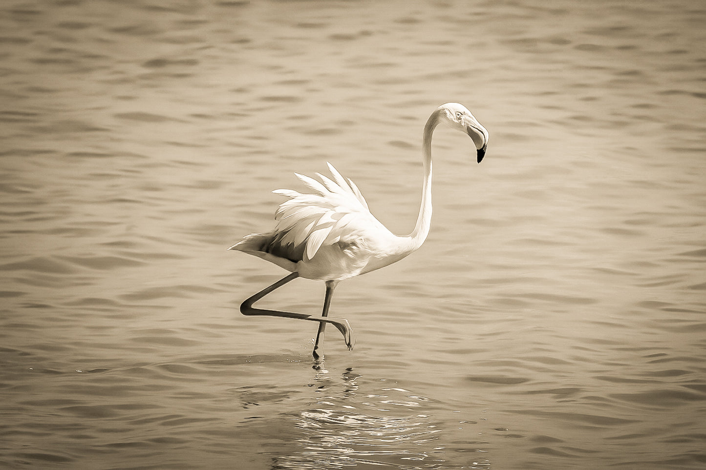 Flamant rose semblant danser sur l’eau à l’Almanarre, ailes déployées et lumière méditerranéenne soulignant ses couleurs vives, vintage