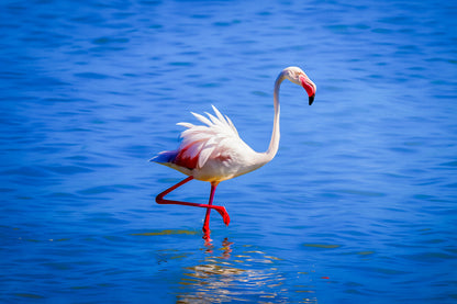 Flamant rose semblant danser sur l’eau à l’Almanarre, ailes déployées et lumière méditerranéenne soulignant ses couleurs vives.