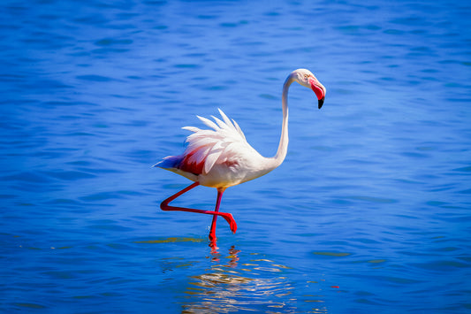 Flamant rose semblant danser sur l’eau à l’Almanarre, ailes déployées et lumière méditerranéenne soulignant ses couleurs vives.
