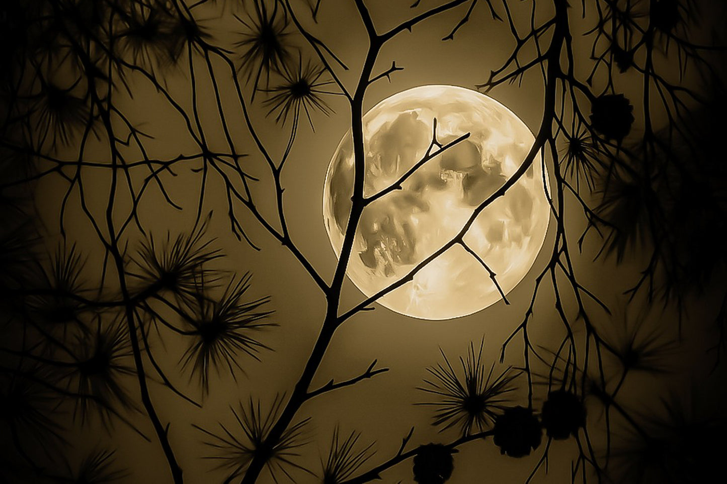 Pleine lune orangée se levant derrière les branches sombres des pins dans la pinède de Giens, photographiée un soir d’été, vintage