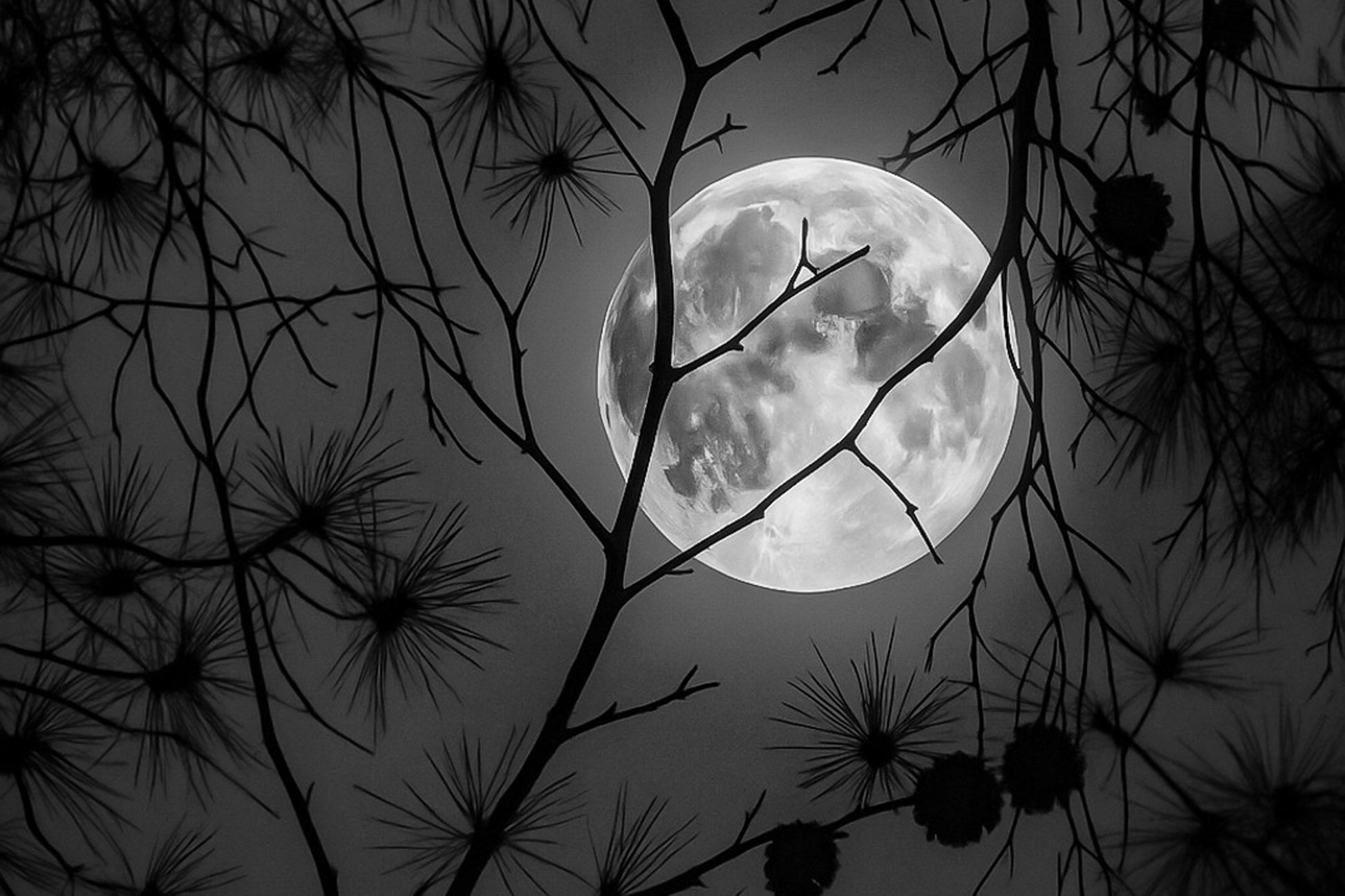 Pleine lune orangée se levant derrière les branches sombres des pins dans la pinède de Giens, photographiée un soir d’été, noir et blanc