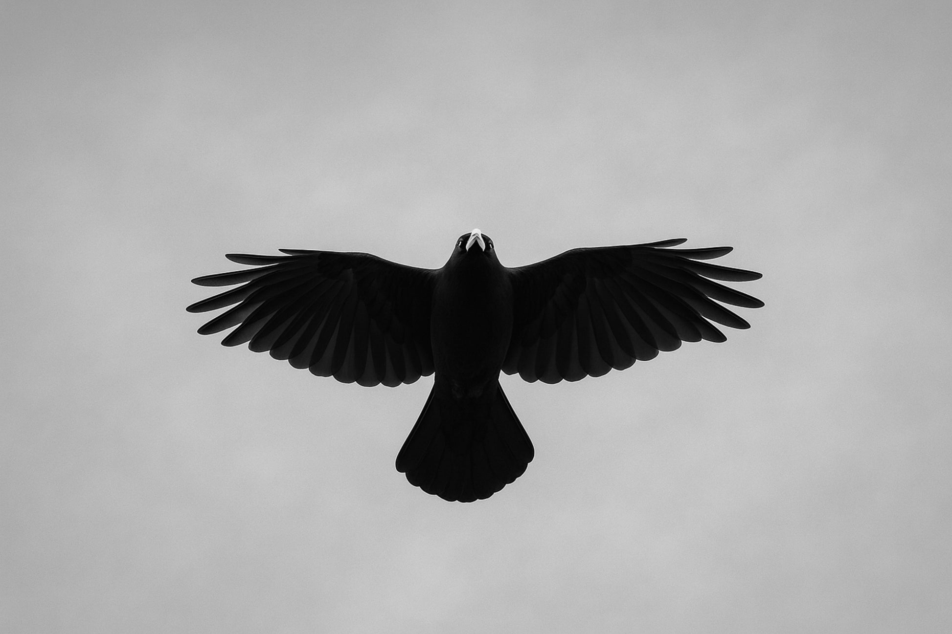 corbeau noir vu de dessous en plein vol sur fond de ciel bleu à Superdévoluy, noir et blanc