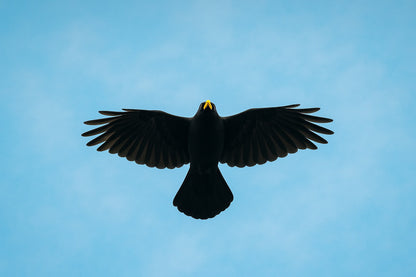 corbeau noir vu de dessous en plein vol sur fond de ciel bleu à Superdévoluy