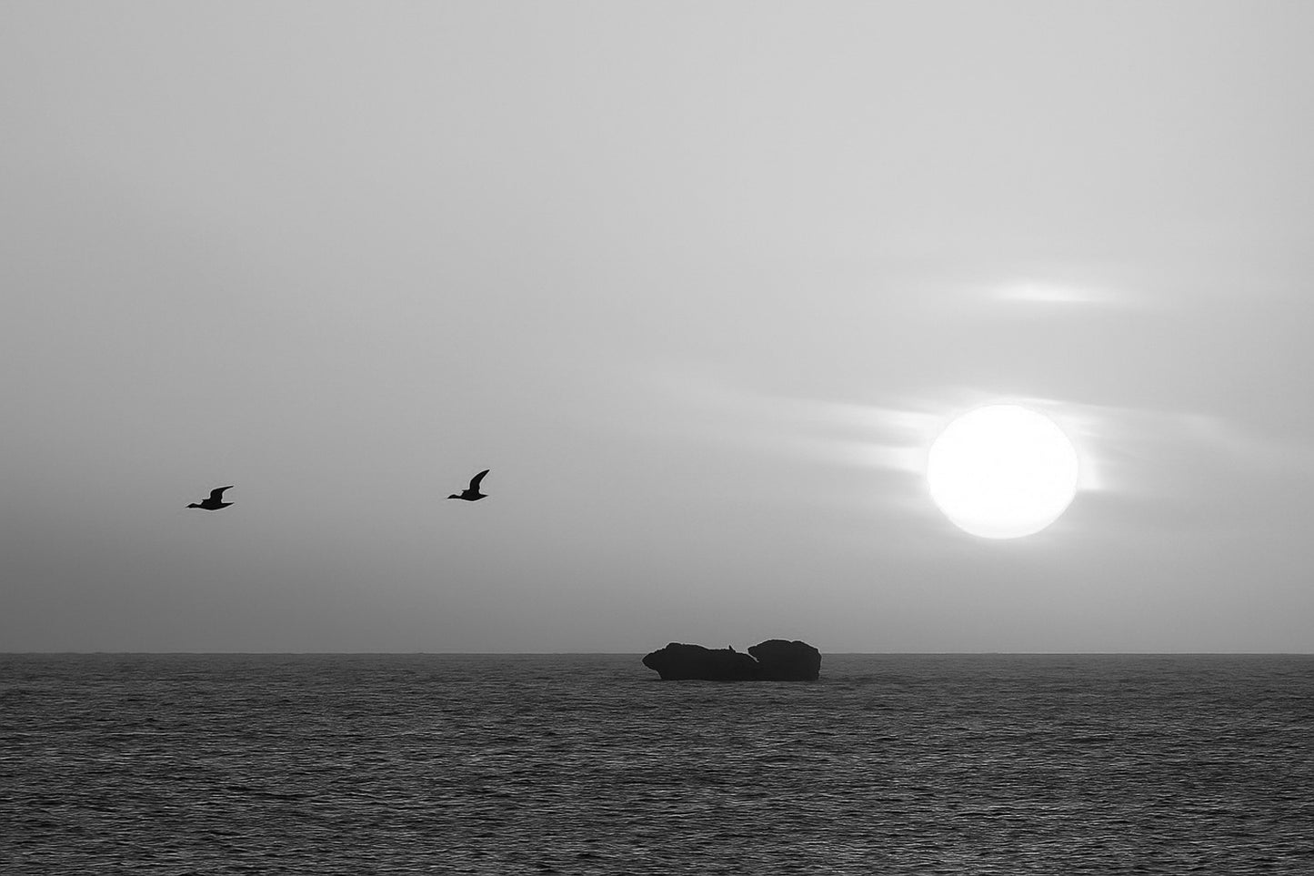 Deux goélands en vol devant un grand soleil couchant orange à l’Aber Wrac’h, au-dessus de l’océan et d’un îlot rocheux, noir et blanc