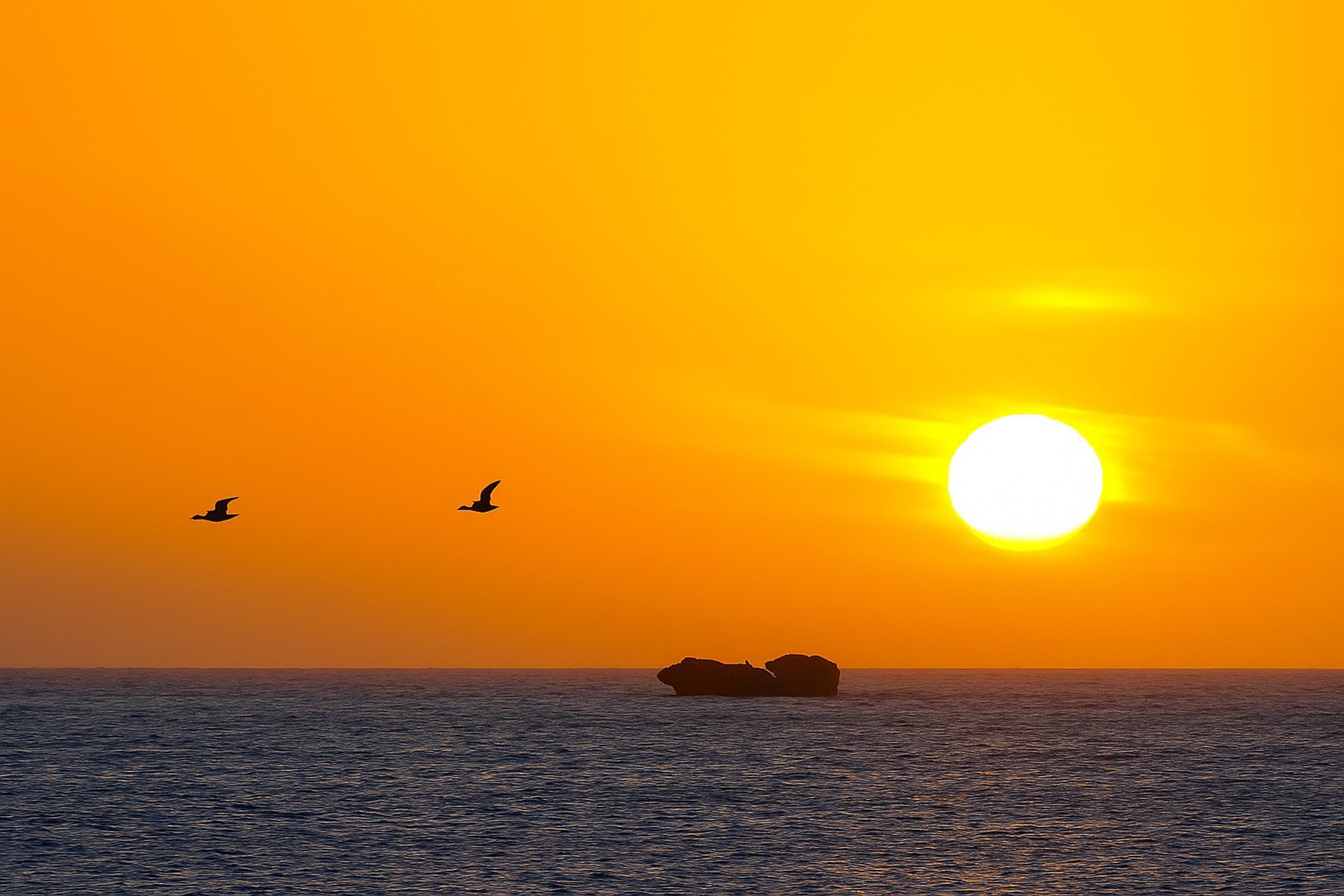 Deux goélands en vol devant un grand soleil couchant orange à l’Aber Wrac’h, au-dessus de l’océan et d’un îlot rocheux