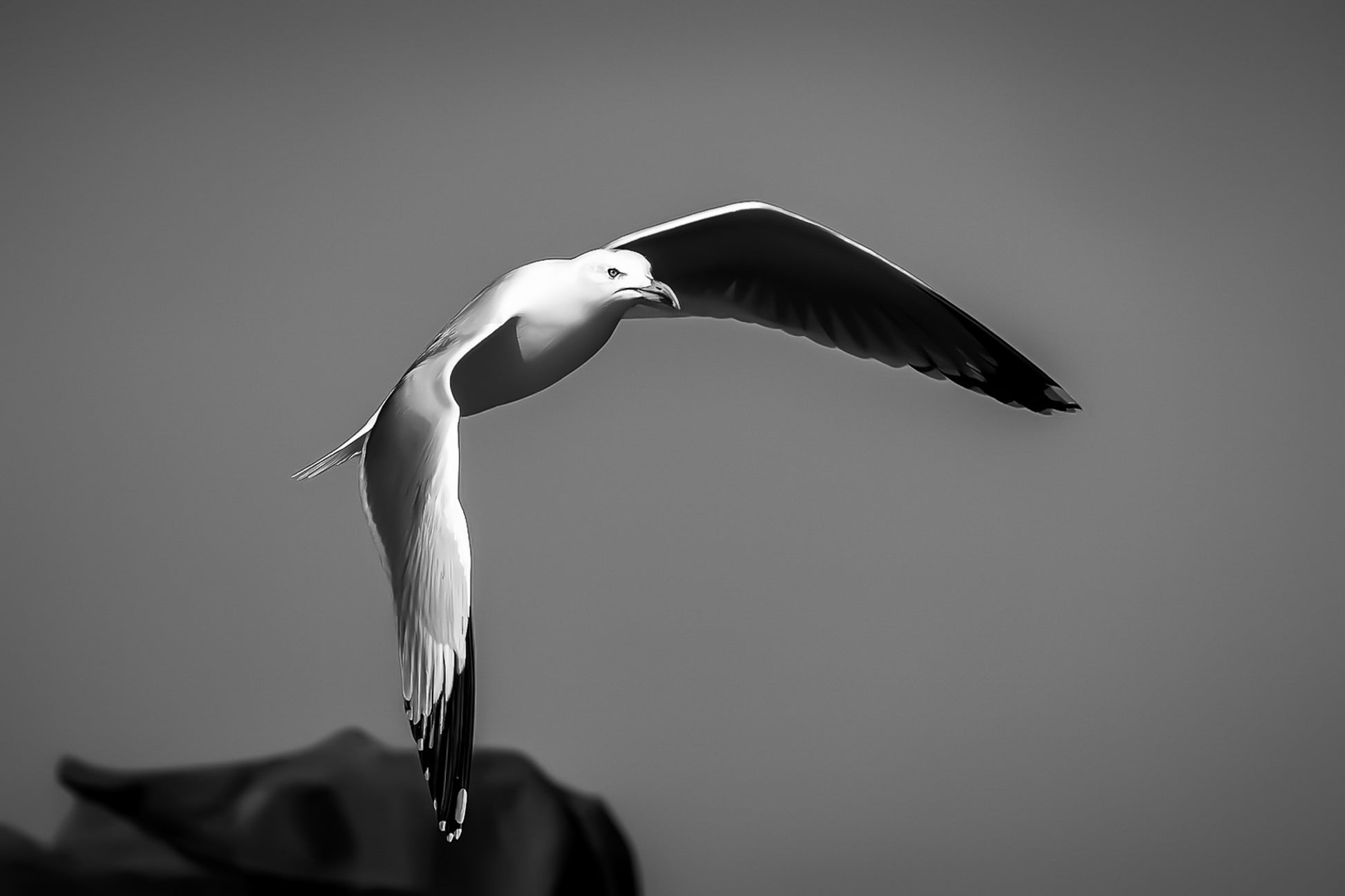Goéland blanc en plein vol au-dessus des rochers sous un ciel bleu en Bretagne, version noir et blanc