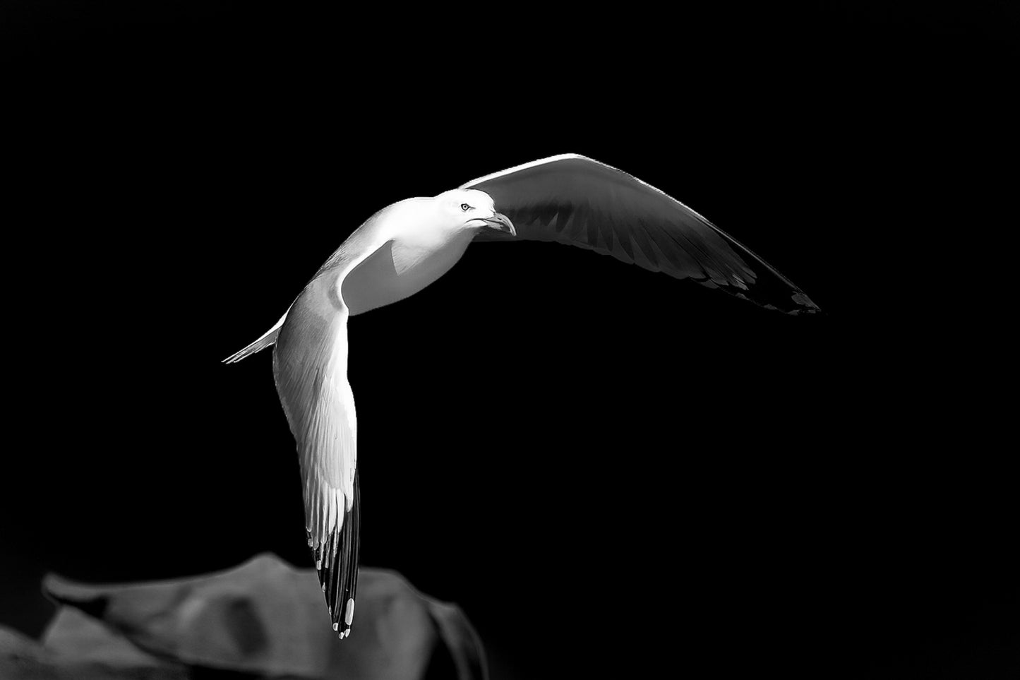Goéland blanc en plein vol au-dessus des rochers sous un ciel bleu en Bretagne, version black édition