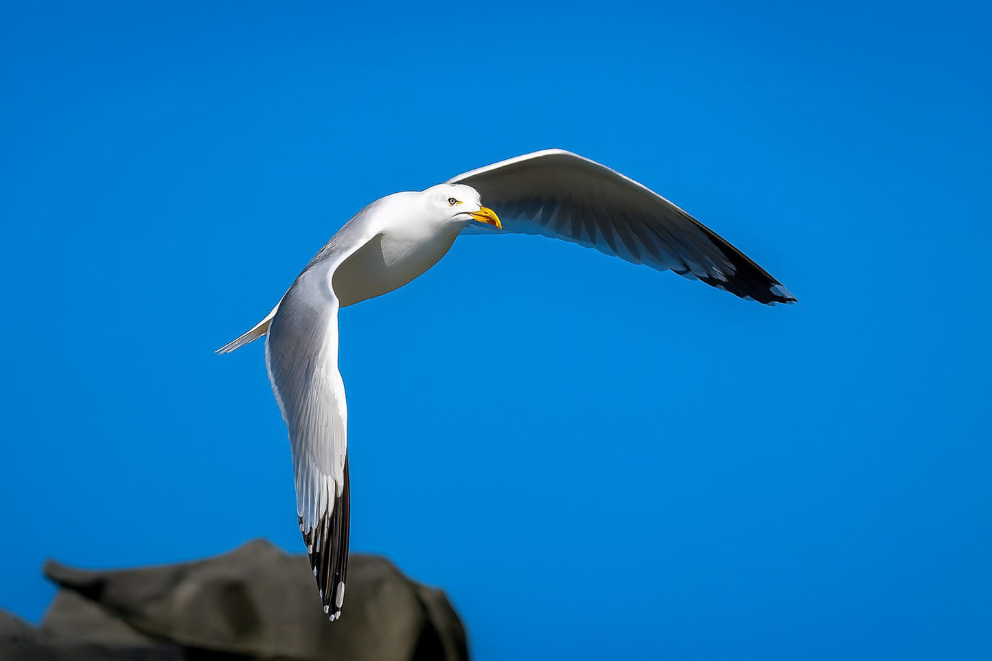 Goéland blanc en plein vol au-dessus des rochers sous un ciel bleu en Bretagne