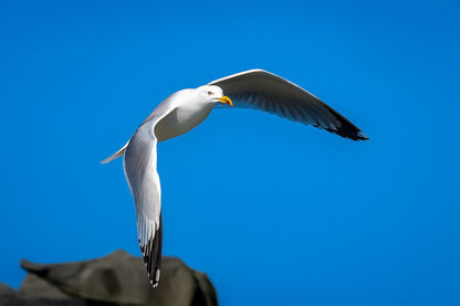 Goéland blanc en plein vol au-dessus des rochers sous un ciel bleu en Bretagne