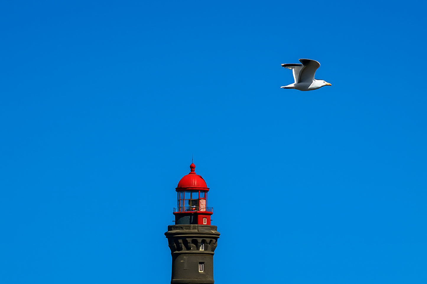 Goéland en vol passant devant un phare rouge sur fond de ciel bleu en Bretagne