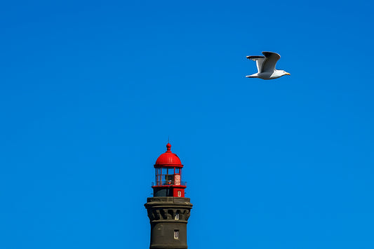 Goéland en vol passant devant un phare rouge sur fond de ciel bleu en Bretagne