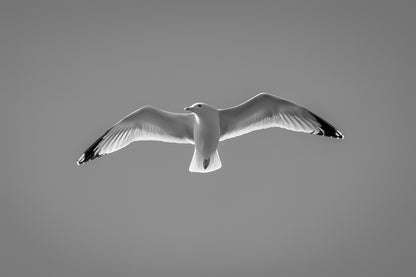 Goéland de face en plein vol, ailes ouvertes, dans un ciel bleu sans nuages en Bretagne, noir et blanc