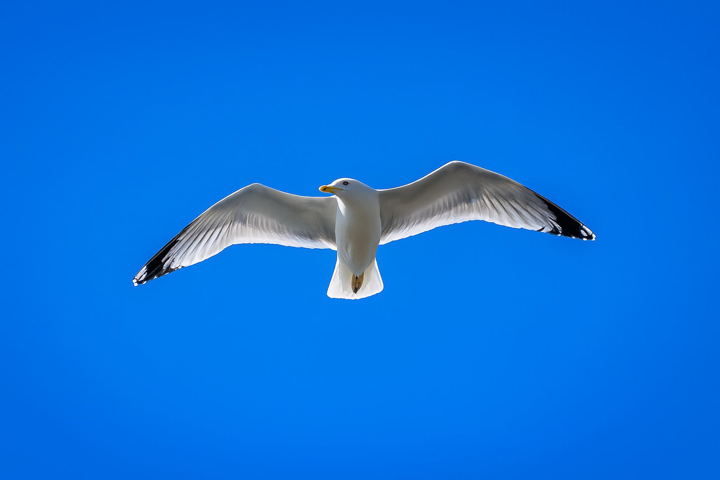 Goéland de face en plein vol, ailes ouvertes, dans un ciel bleu sans nuages en Bretagne