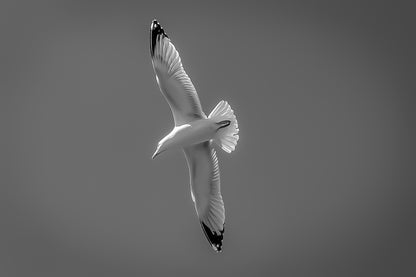 Goéland en virage serré vu de dessous, ailes en diagonale dans le ciel bleu, noir et blanc