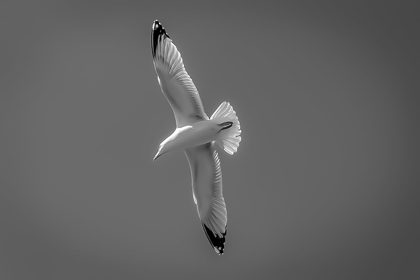 Goéland en virage serré vu de dessous, ailes en diagonale dans le ciel bleu, version noir et blanc