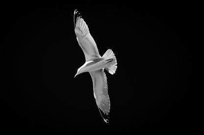 Goéland en virage serré vu de dessous, ailes en diagonale dans le ciel bleu, black édition