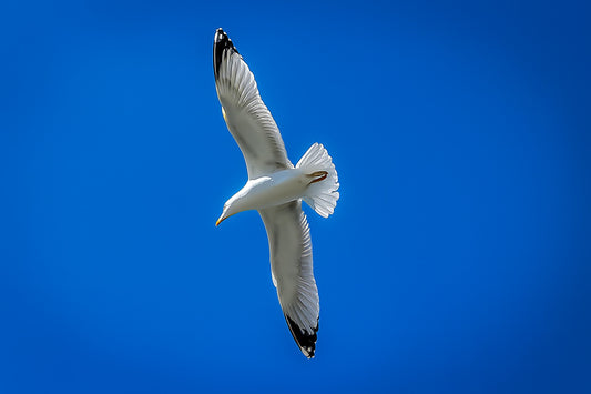 Goéland en virage serré vu de dessous, ailes en diagonale dans le ciel bleu