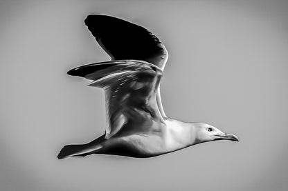Gros plan d’un goéland en vol, ailes ouvertes et ciel bleu uniforme en arrière-plan, noir et blanc