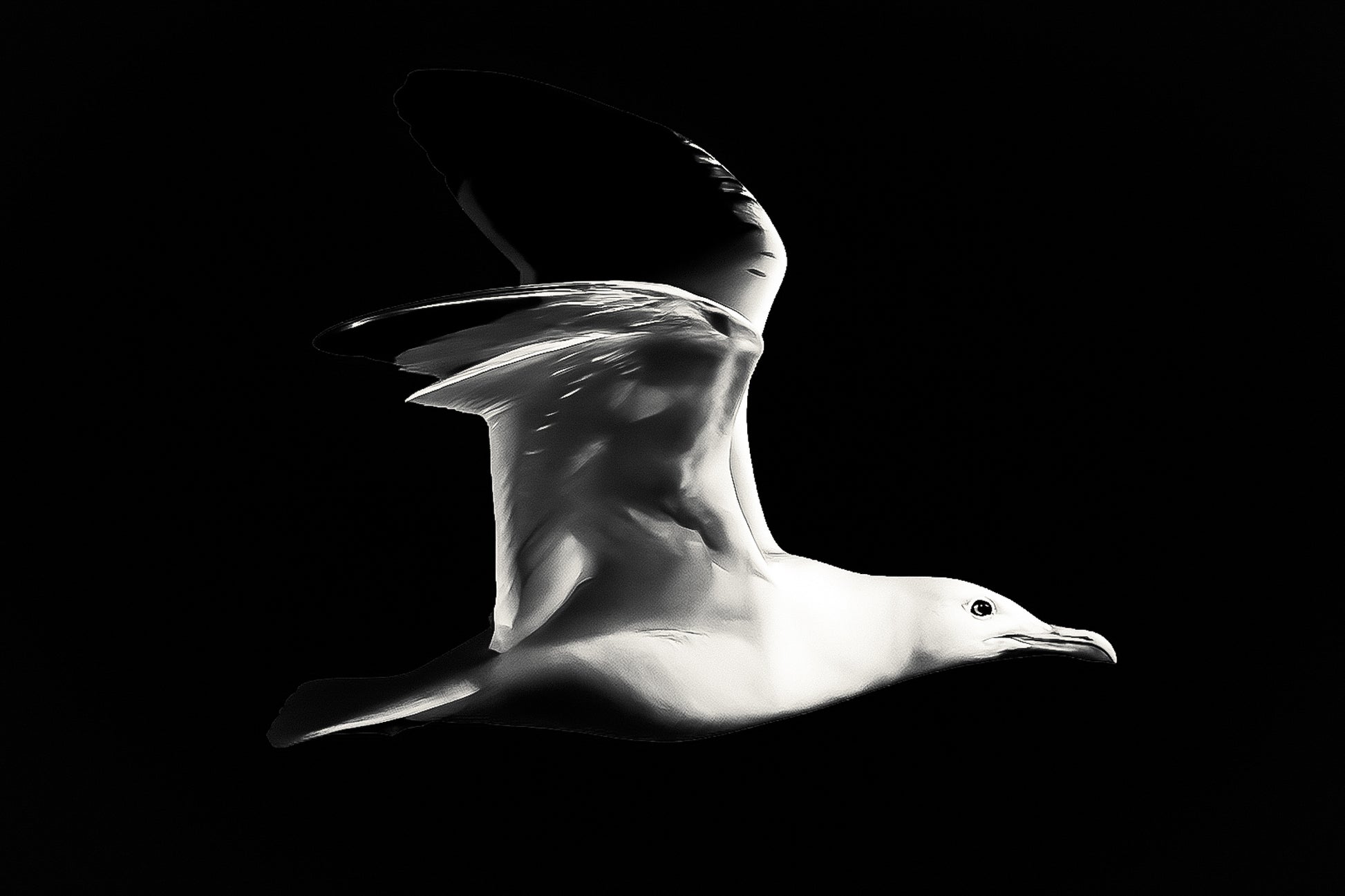 Gros plan d’un goéland en vol, ailes ouvertes et ciel bleu uniforme en arrière-plan, version black édition