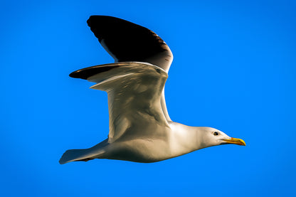 Gros plan d’un goéland en vol, ailes ouvertes et ciel bleu uniforme en arrière-plan