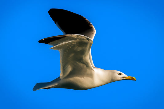 Gros plan d’un goéland en vol, ailes ouvertes et ciel bleu uniforme en arrière-plan
