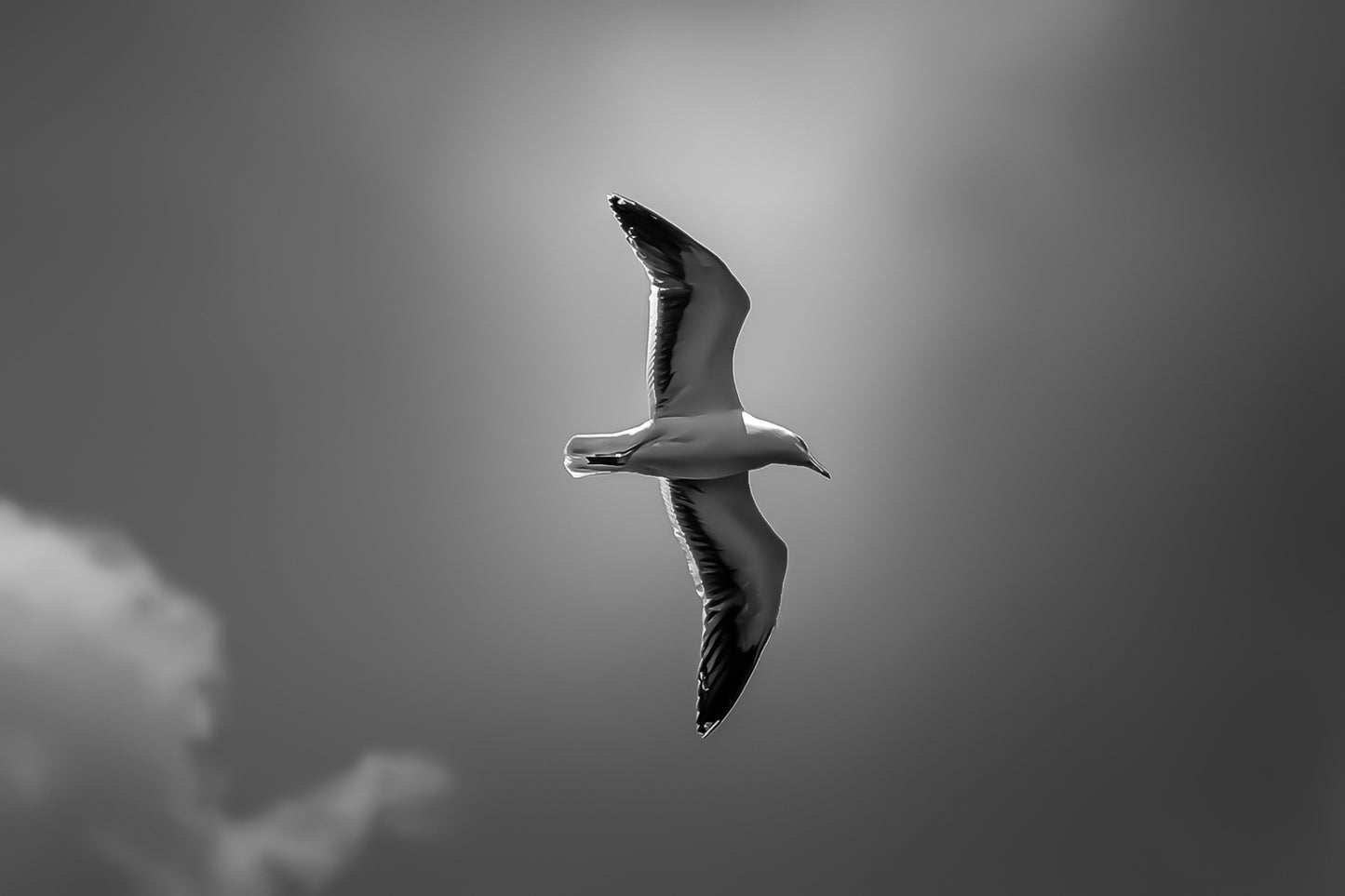 Goéland en vol vu de profil, entouré d’une lumière diffuse dans un ciel bleu nuageux, version noir et blanc