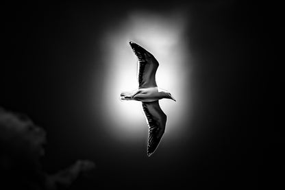 Goéland en vol vu de profil, entouré d’une lumière diffuse dans un ciel bleu nuageux, version black édition