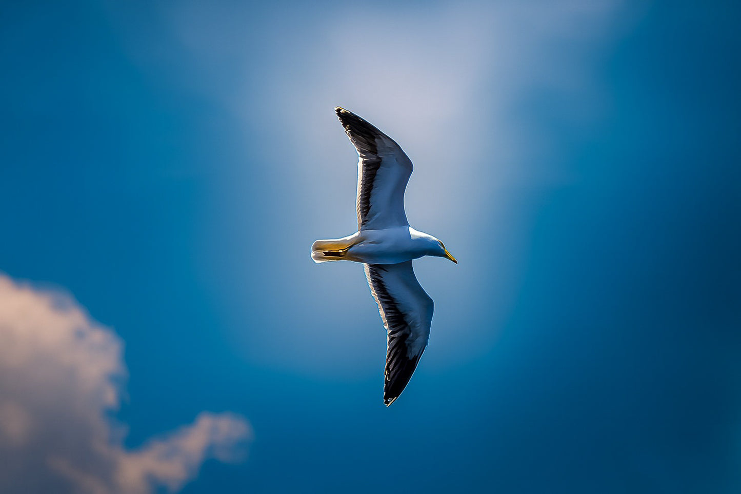 Goéland en vol vu de profil, entouré d’une lumière diffuse dans un ciel bleu nuageux