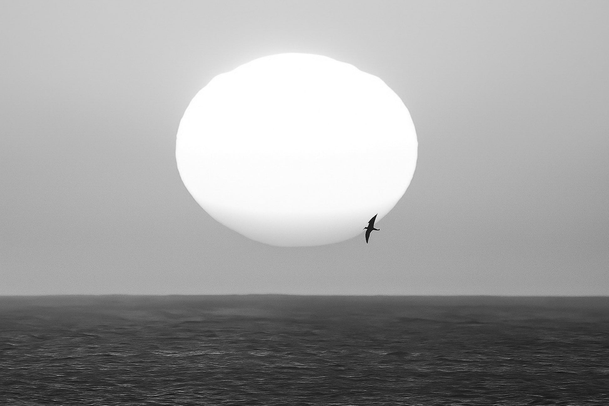 Gros plan d’un soleil couchant blanc et orangé au-dessus de la mer, avec un oiseau en silhouette passant devant le disque, noir et blanc