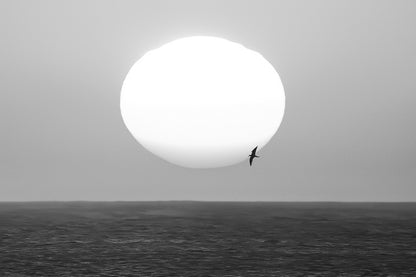Gros plan d’un soleil couchant blanc et orangé au-dessus de la mer, avec un oiseau en silhouette passant devant le disque, noir et blanc