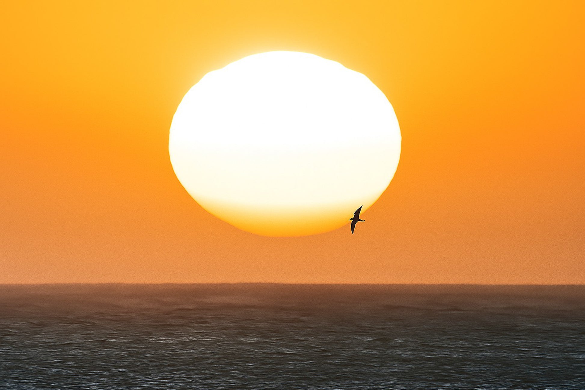 Gros plan d’un soleil couchant blanc et orangé au-dessus de la mer, avec un oiseau en silhouette passant devant le disque