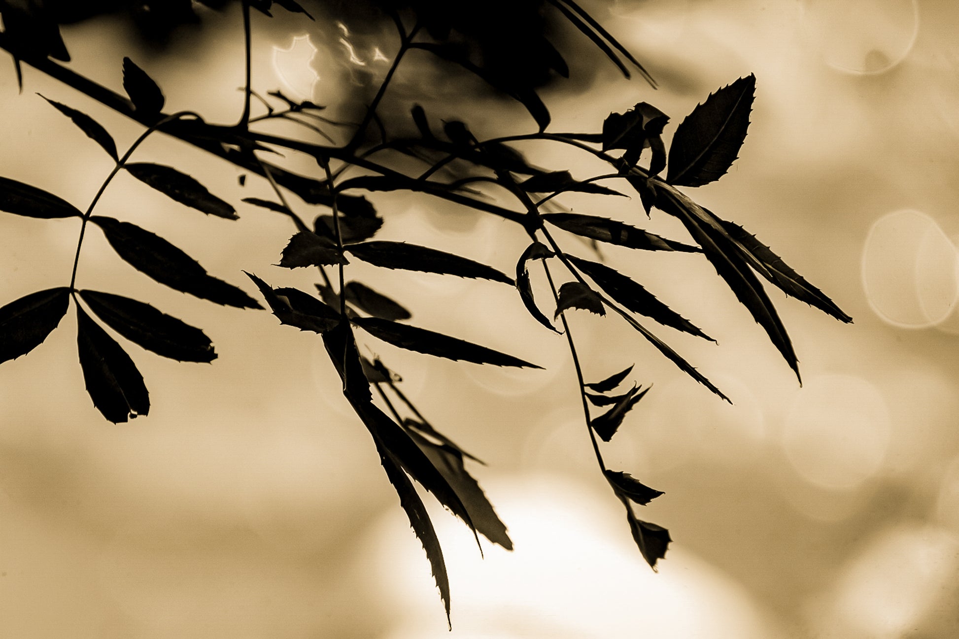 Branche de feuilles sombres en contre-jour sur fond flou doré le long de la rivière de l’Arc, vintage