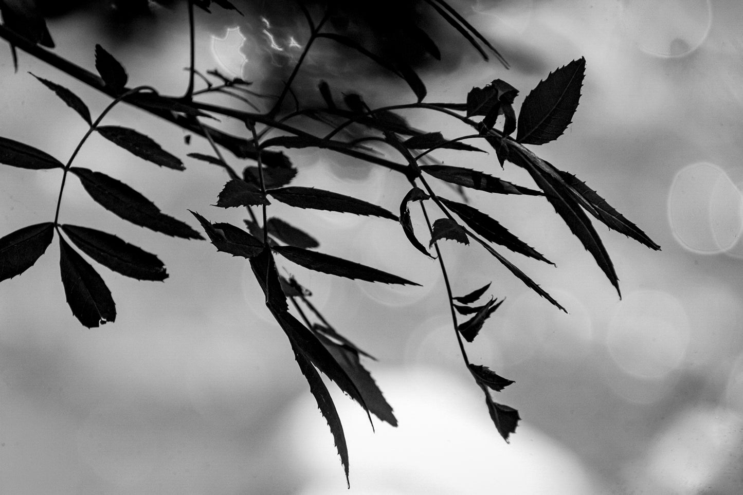Branche de feuilles sombres en contre-jour sur fond flou doré le long de la rivière de l’Arc, noir et blanc