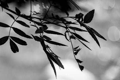 Branche de feuilles sombres en contre-jour sur fond flou doré le long de la rivière de l’Arc, noir et blanc