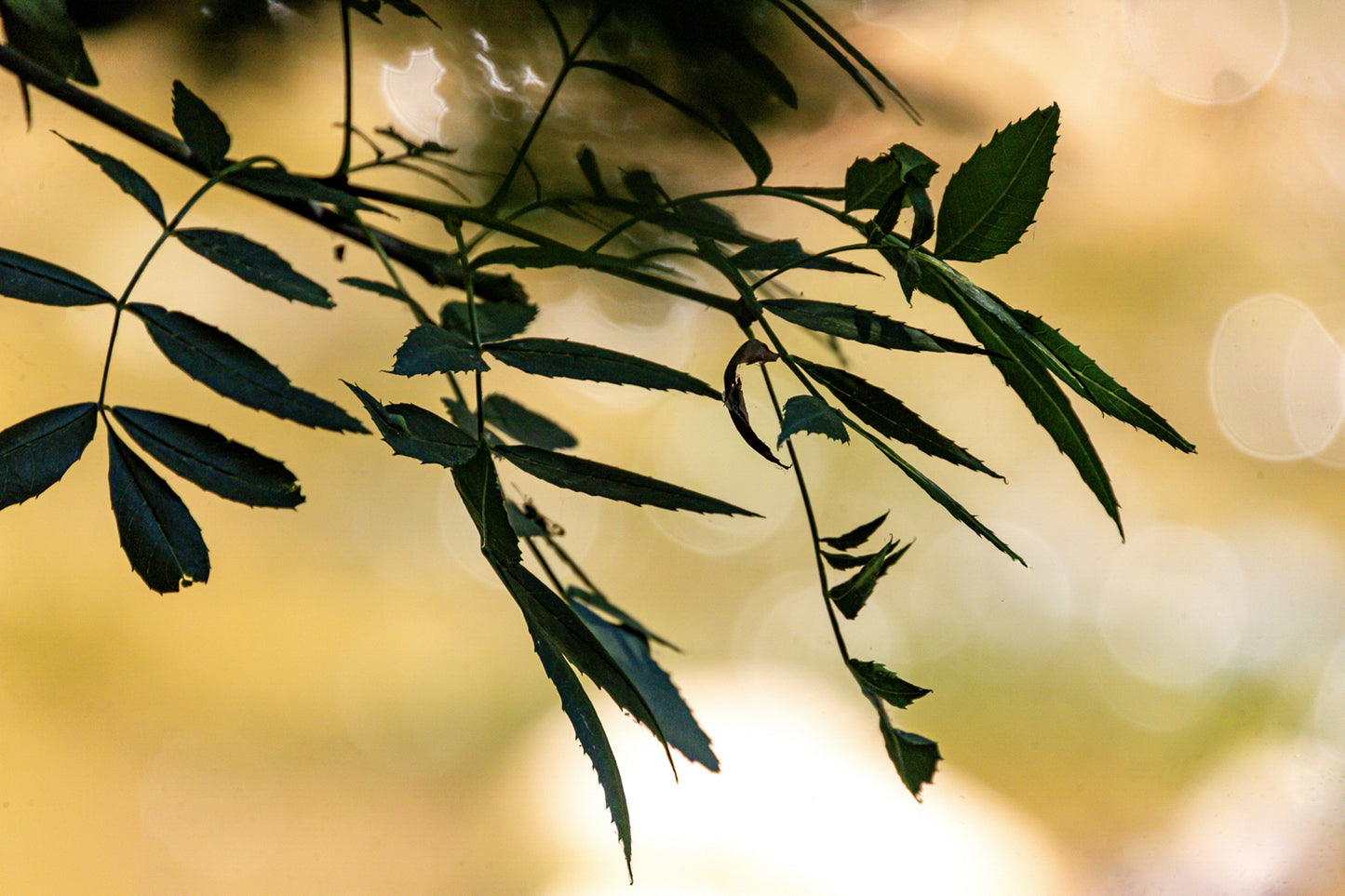 Branche de feuilles sombres en contre-jour sur fond flou doré le long de la rivière de l’Arc