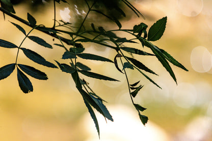 Branche de feuilles sombres en contre-jour sur fond flou doré le long de la rivière de l’Arc