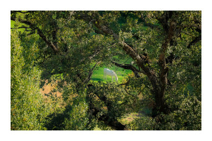 Cheval blanc paissant dans une prairie verte encadrée par de grands arbres à Vauvenargues avec bordure