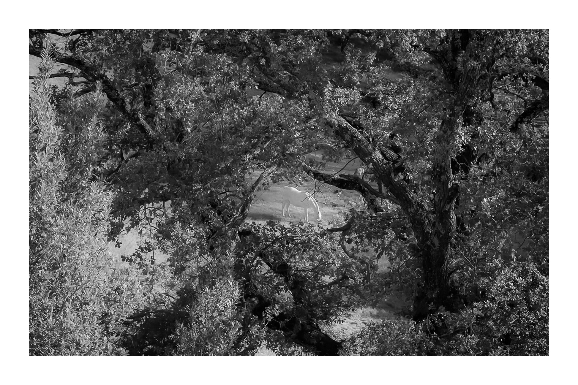 Cheval blanc au centre d’une clairière, vu en noir et blanc avec bordure derrière un entrelacs de branches