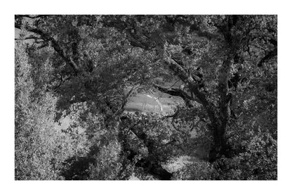 Cheval blanc au centre d’une clairière, vu en noir et blanc avec bordure derrière un entrelacs de branches