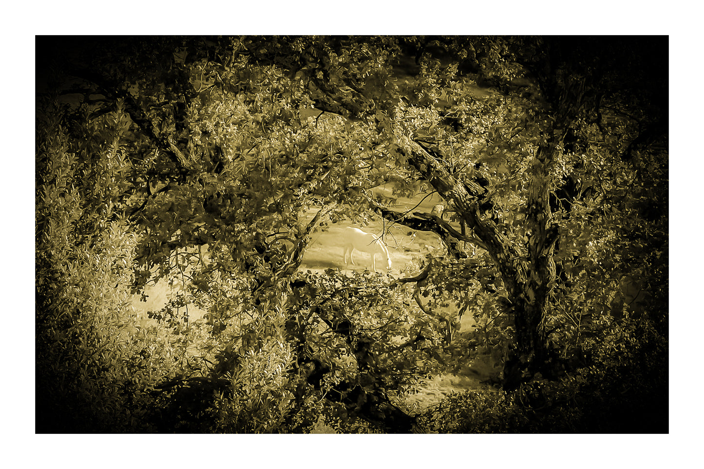 Cheval blanc éclairé d’une lumière dorée au milieu des arbres, ambiance vintage et mystérieuse avec bordure
