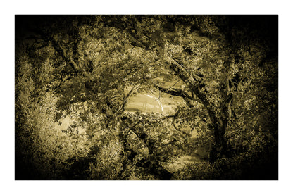 Cheval blanc éclairé d’une lumière dorée au milieu des arbres, ambiance vintage et mystérieuse avec bordure