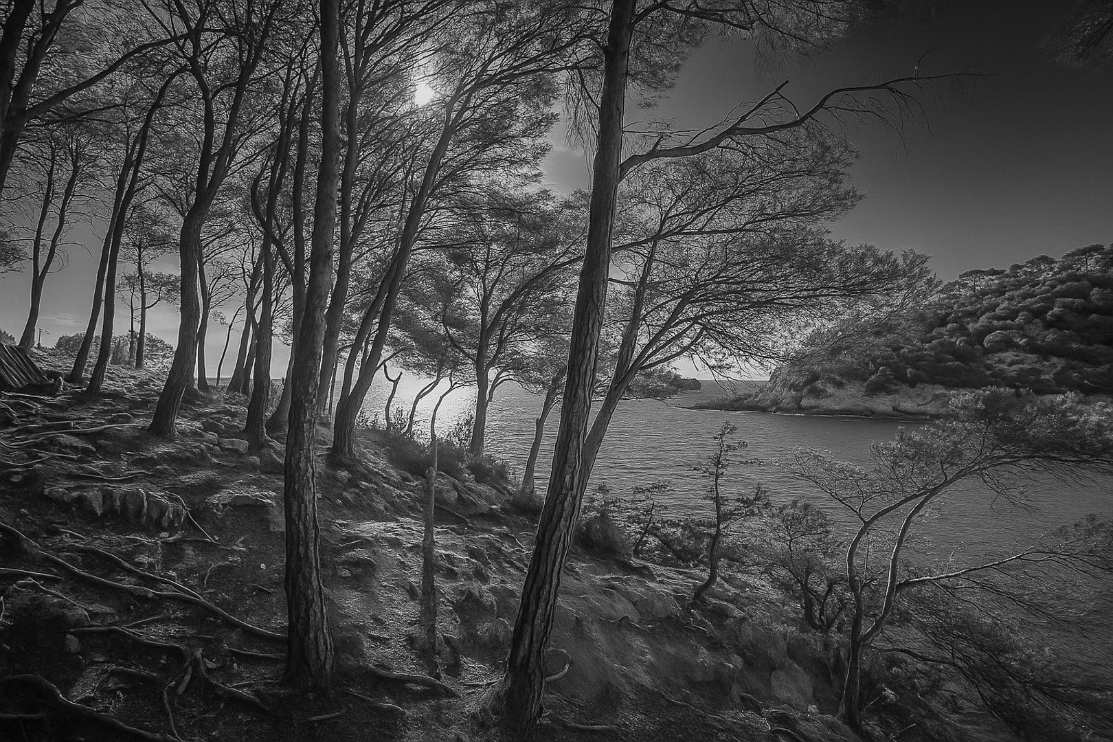 Port d’Alon – version numérique, noir et blanc, vue parmi les pins au couchant