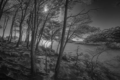 Port d’Alon – version numérique, noir et blanc, vue parmi les pins au couchant
