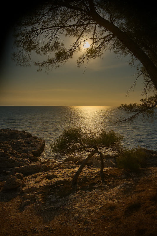 Petit pin courbé au bord de la calanque, reflet doré du soleil couchant