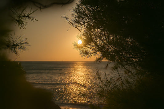 Rayon solaire dans les aiguilles de pin, reflets sur la mer, Port d’Alon