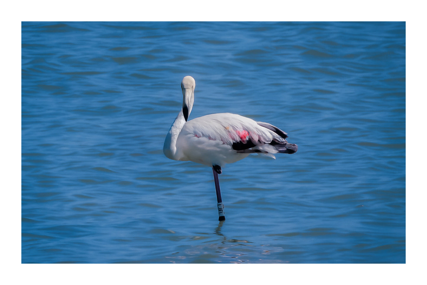 Flamant rose posé sur une patte dans les eaux bleues de l’Almanarre à Hyères, avec bordure