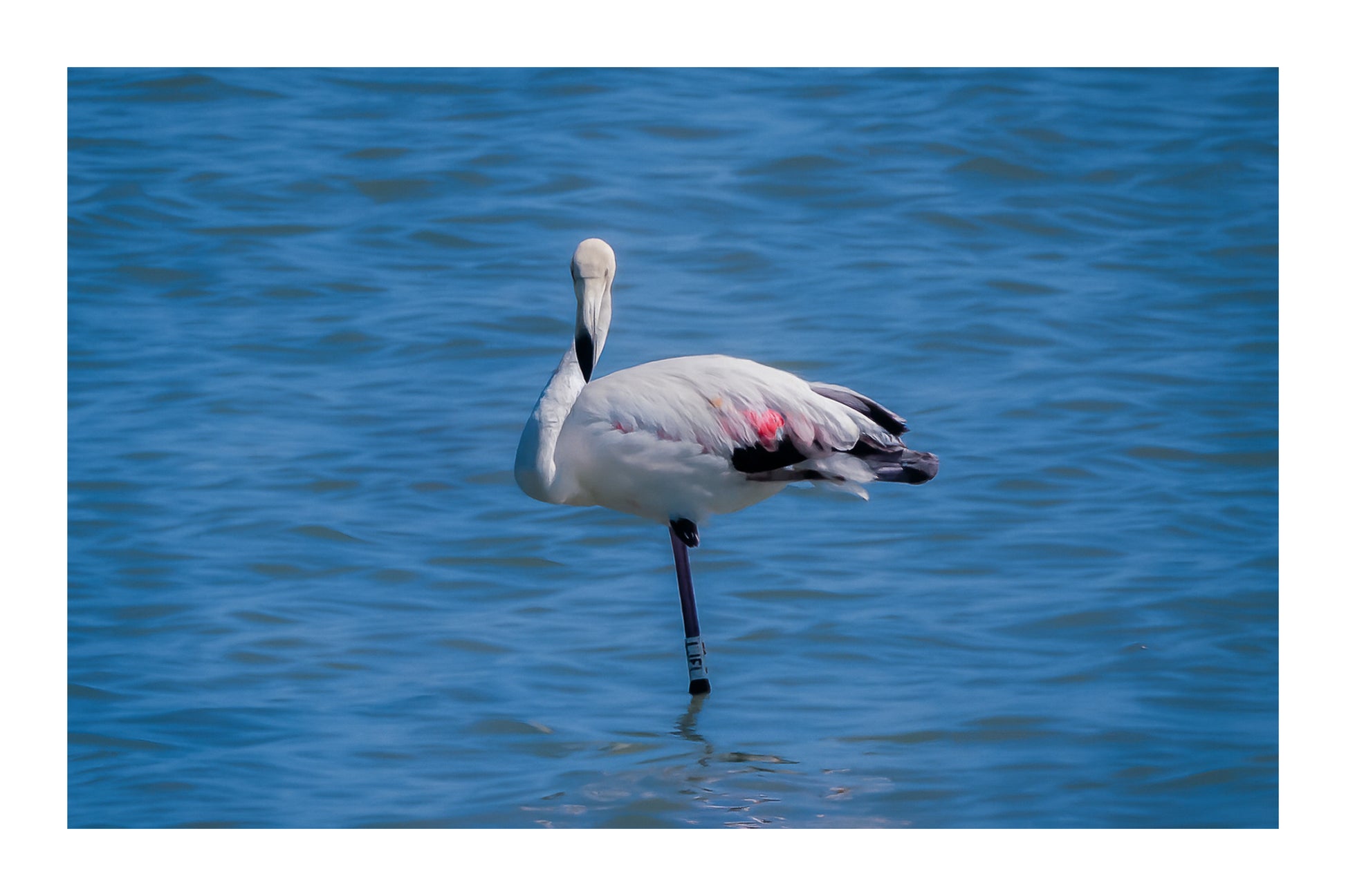 Flamant rose posé sur une patte dans les eaux bleues de l’Almanarre à Hyères, avec bordure