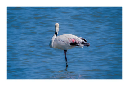 Flamant rose posé sur une patte dans les eaux bleues de l’Almanarre à Hyères, avec bordure